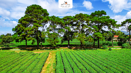 BÁO CÁO TÌNH HÌNH QUẢN TRỊ NĂM 2018 CÔNG TY CỔ PHẦN CHÈ BIỂN HỒ + NGHỊ QUYẾT HĐQT ỦY QUYỀN KÝ CÁC HĐ KINH TẾ