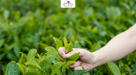 BÁO CÁO QUẢN TRỊ BHG NĂM 2023