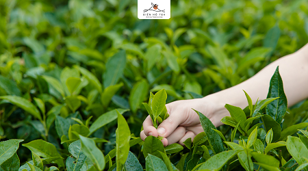 QUYẾT ĐỊNH VỀ VIỆC CHẤP THUẬN ĐĂNG KÝ GIAO DỊCH CỔ PHẦN CỦA CÔNG TY CỔ PHẦN CHÈ BIỂN HỒ