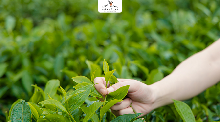 THÔNG BÁO NGÀY GIAO DỊCH ĐẦU TIÊN CỔ PHẦN ĐĂNG KÝ GIAO DỊCH CỦA CÔNG TY CỔ PHẦN CHÈ BIỂN HỒ